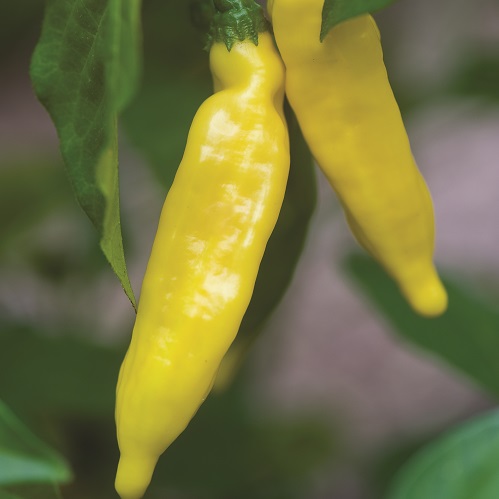 Chilli Hot Lemon